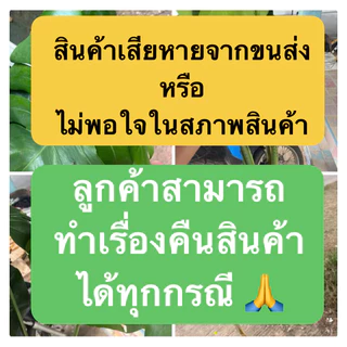 มอนสเตอร่า ไจแอนท์ ไม้ยอดตัดสด ไม่มีกระถาง (ฝักกินได้) ขนาดตามรูป; โปรดอ่านรายละเอียดสินค้า