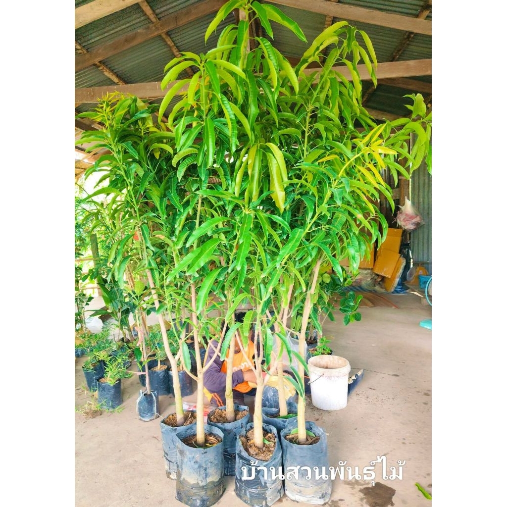 ต้นมะม่วง พันธุ์อกร่องทองโบราณ ต้นสูง 1.7-1.9 เมตร