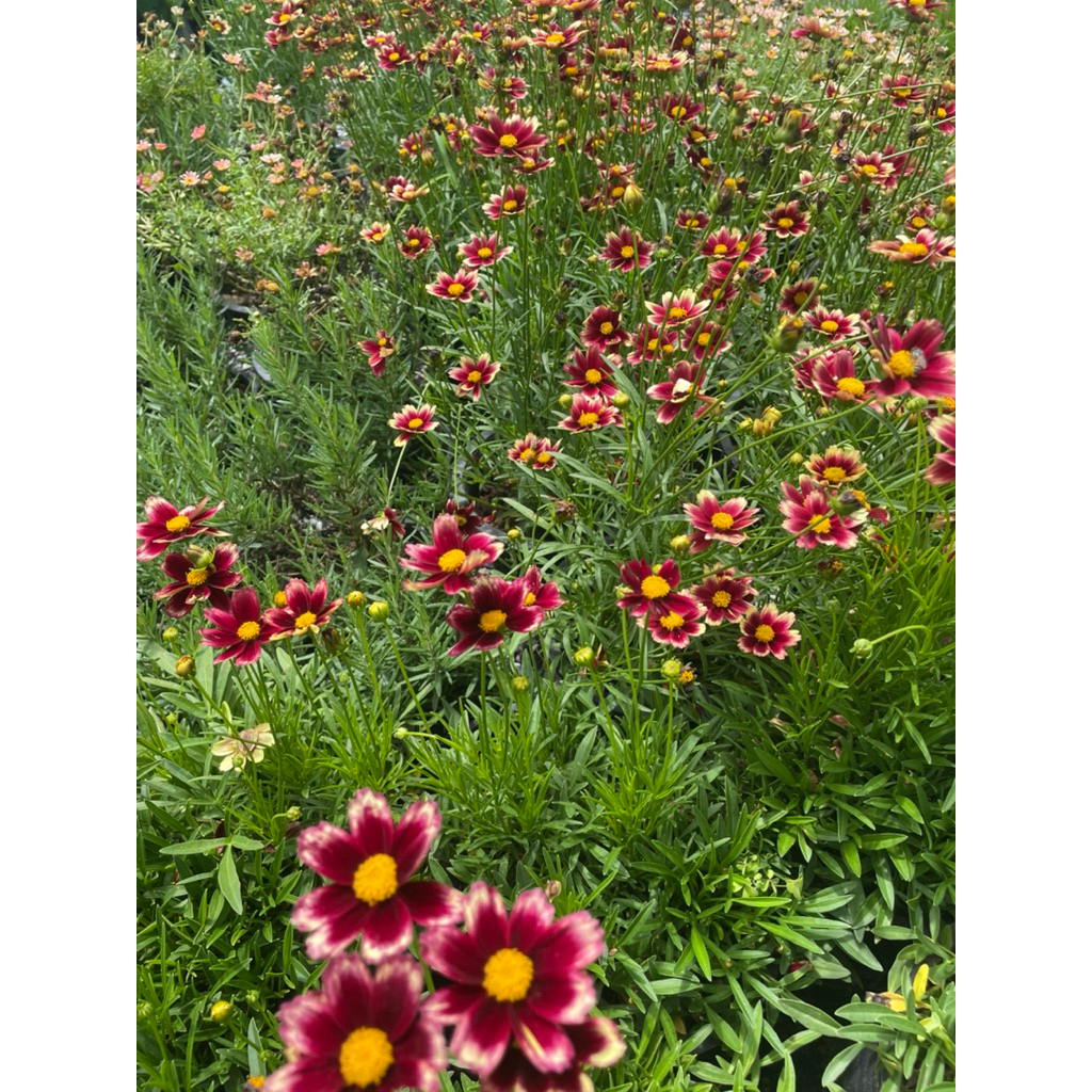 ต้นจันทร์ฉาย (Coreopsis) หรือ ต้นพระจันทร์ฉาย ดอกไม้กินได้ ดอกสีแดด ดอกสีเหลือง