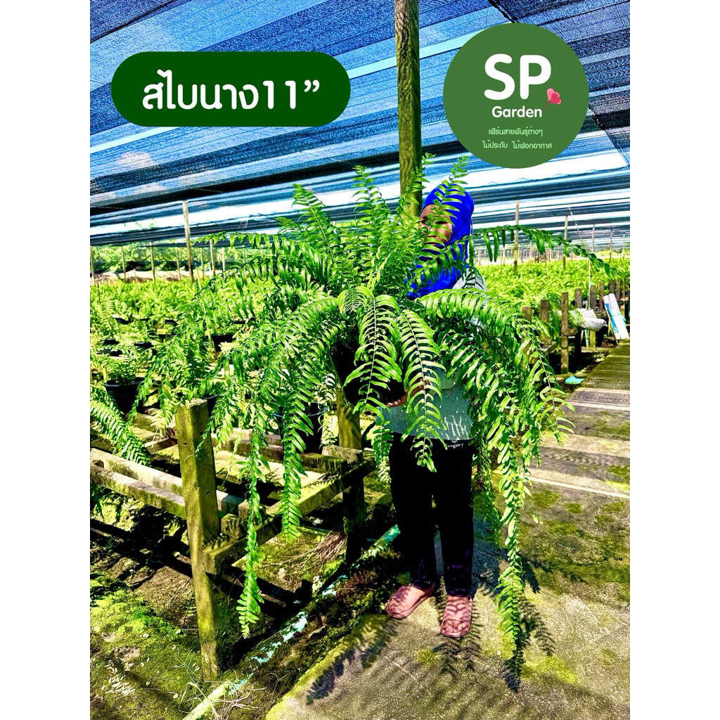 [SP GARDEN] เฟิร์นสไบนาง ขนาดกระถาง 11 นิ้ว