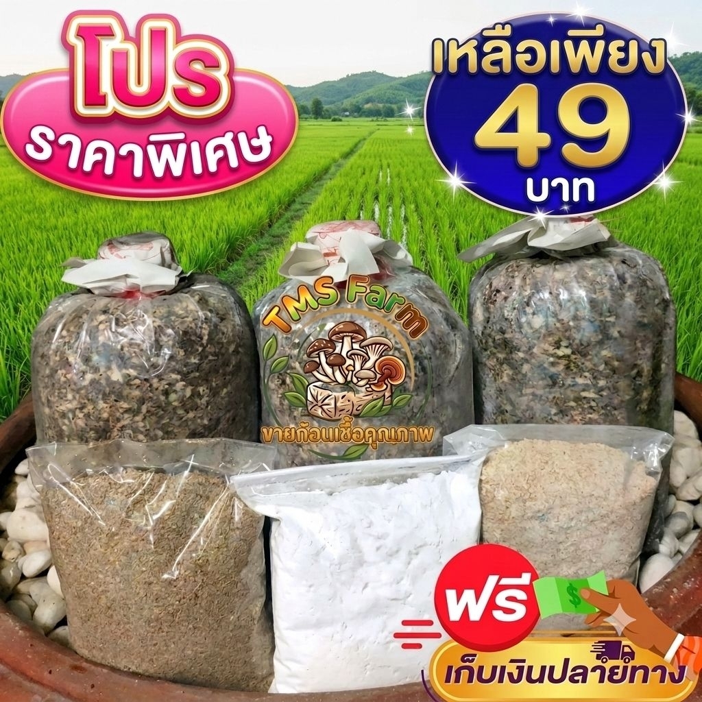 เชื้อเห็ดฟาง 3 ก้อน อาหารเสริม+คู่มือ ครบเซทสุดคุ้ม