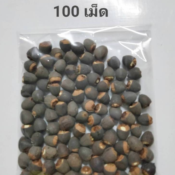 บัวหลวงปทุม 20-100 เม็ด ชมพูยักษ์ ตัดเปลือกงอกไว Pink Pathum Lotus Seeds (Ready to Plant) ดอกใหญ่มาก