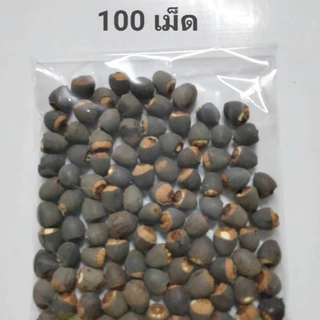 บัวหลวงปทุม 20-100 เม็ด ชมพูยักษ์ ตัดเปลือกงอกไว Pink Pathum Lotus Seeds (Ready to Plant) ดอกใหญ่มาก