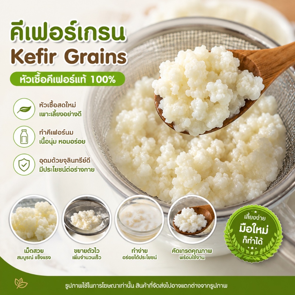 (พร้อมส่ง)Kefir Grains / Yogurt Grains เกรน นมเปรี้ยว โยเกิร์ตเกรน #เคเฟอร์ #คีเฟอร์