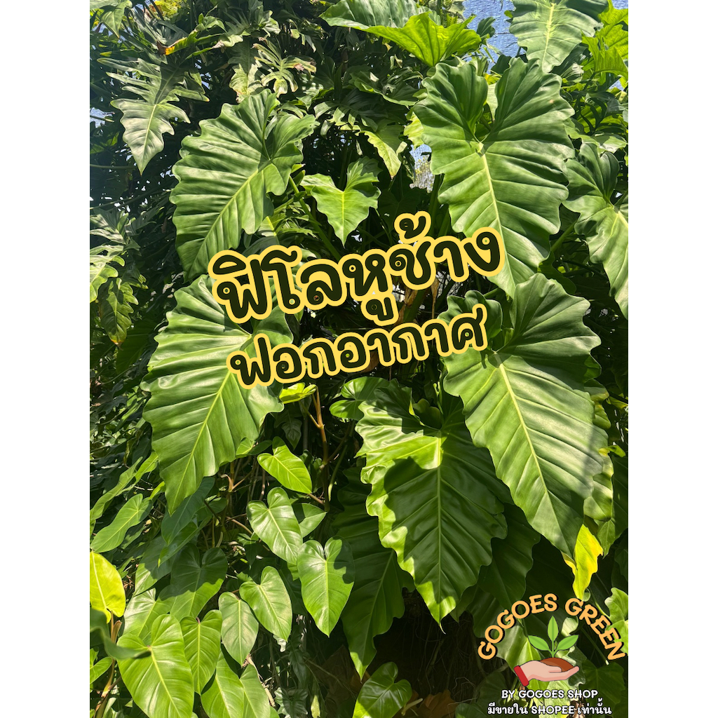 ฟิโลหูช้าง ต้นไม้คาเฟ่ ต้นไม้ฟอกอากาศ Philodendron ทรงสวยเก๋ ใบใหญ่ ตัดยอดพร้อมราก สำหรับลงปลูกได้เลย