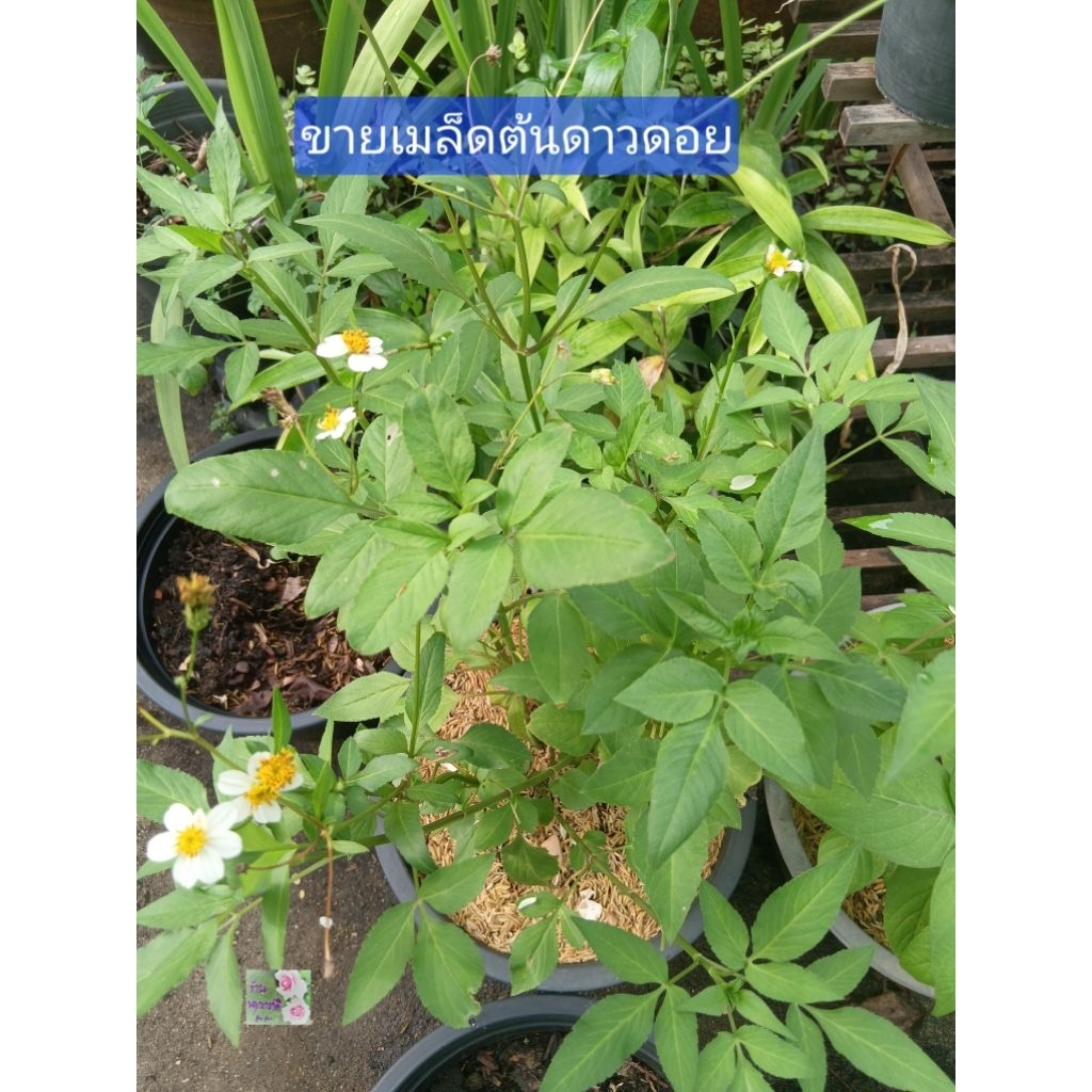 เมล็ดพันธุ์ต้นดาวดอย ปืนนกไส้ กี่นกไส้ Spanish Needle Seeds บรรจุ 10 เมล็ดในถุงซิปล็อคดอกสีขาว น่ารักพืชสมุนไพร ทานได้