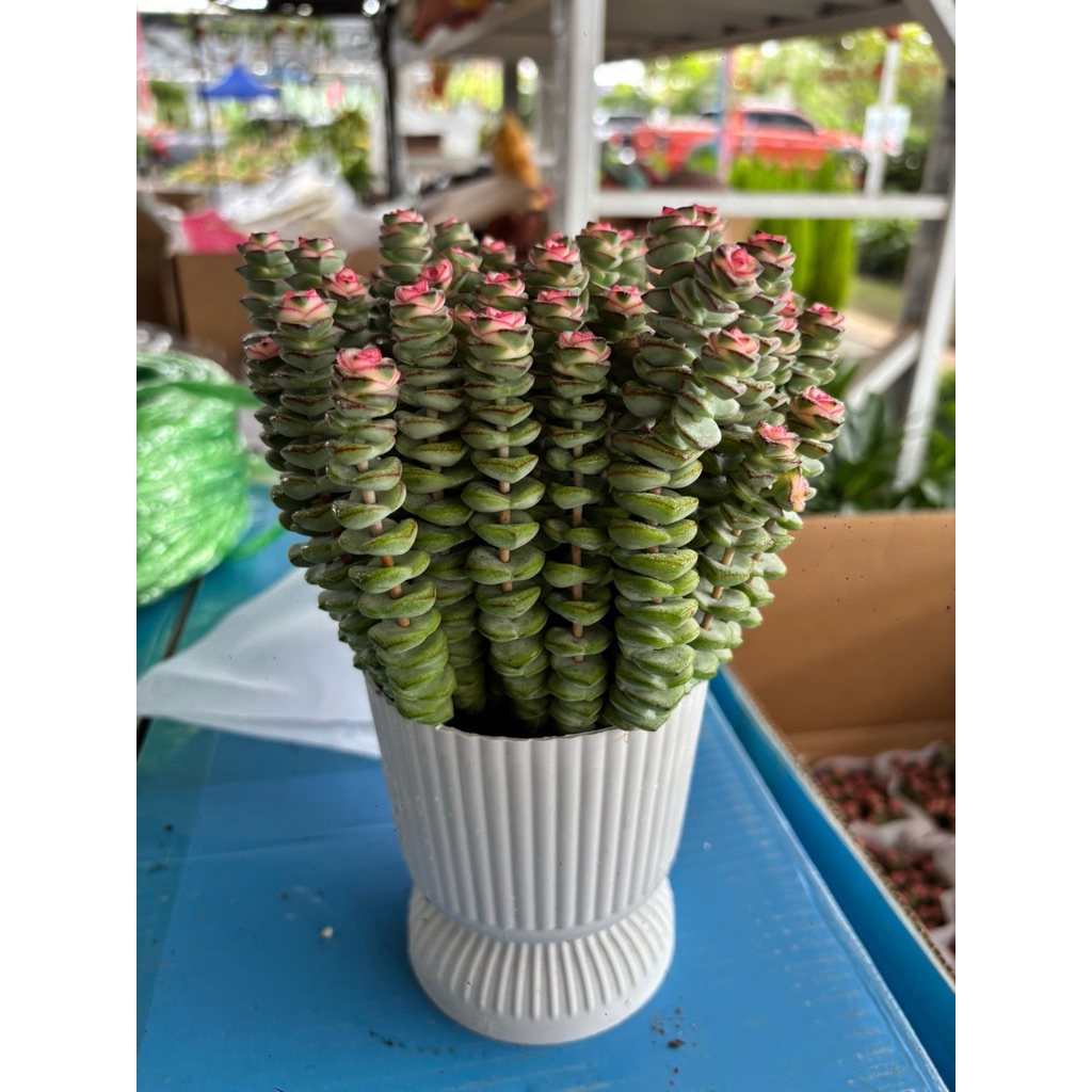 Crassula Baby necklace.#สปริงชมพู #หนอนสปริง ตัวกลาง #ไม้อวบน้ำกุหลาบ🐛🐛เลี้ยงง่ายตายยาก ส่งทั้งกระถางยิ่งแดด☀️