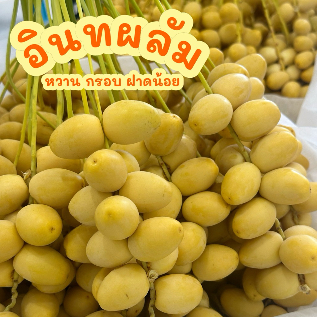 พร้อมส่ง‼️อินทผลัมสด สายพันธุ์บาฮี (Bahee) อินทผาลัมสด