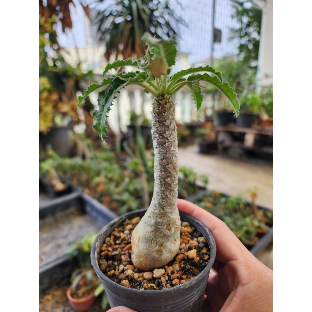 กระบองเพชร แคคตัส Dorstenia Foetida มะพร้าวทะเลทราย