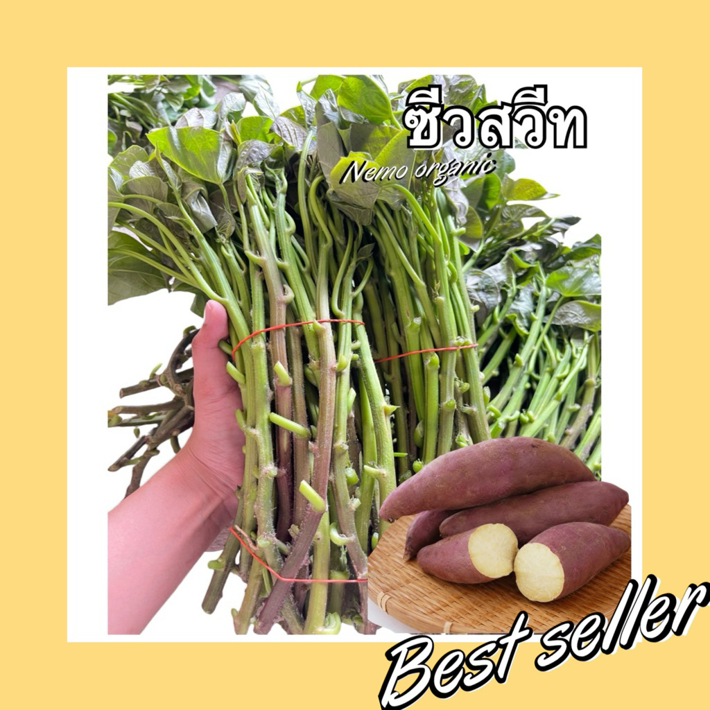มันหวานญี่ปุ่นซิวสวีท100% f1 60ยอด 50บาท