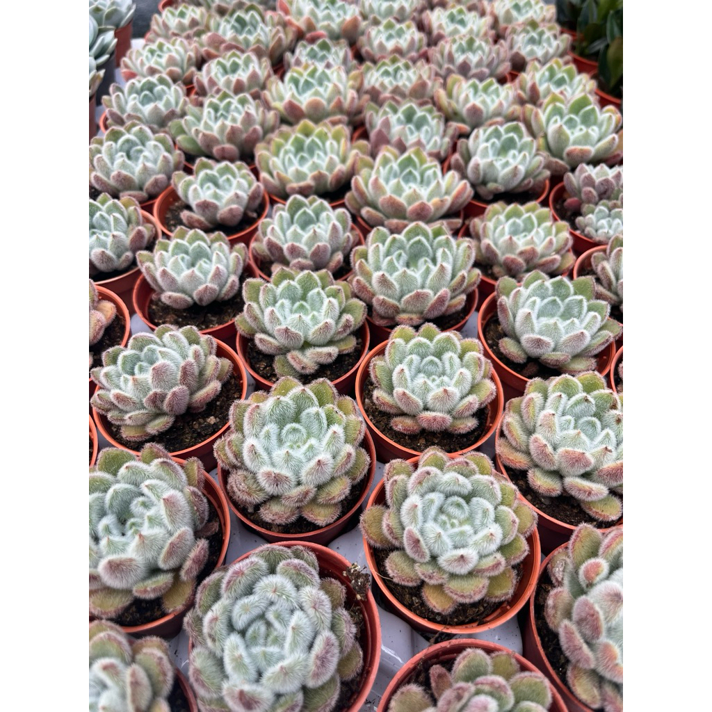 Echveria Sentosa กุหลาบหินมีขน
