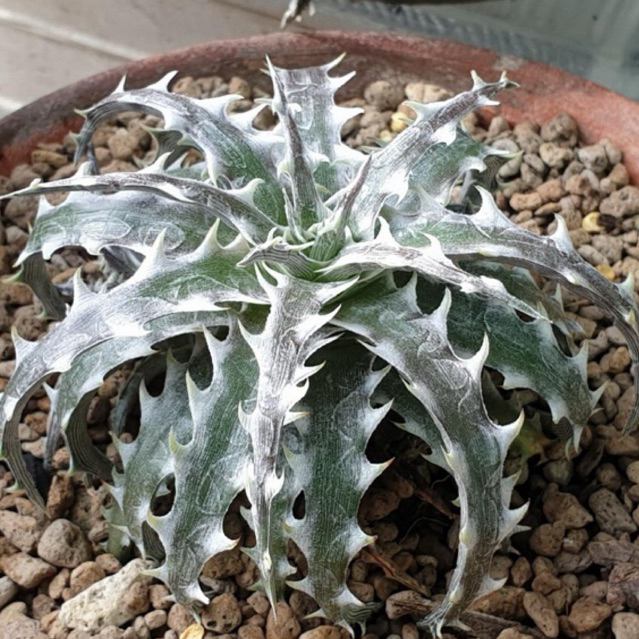 Dyckia 'Little Wing'
