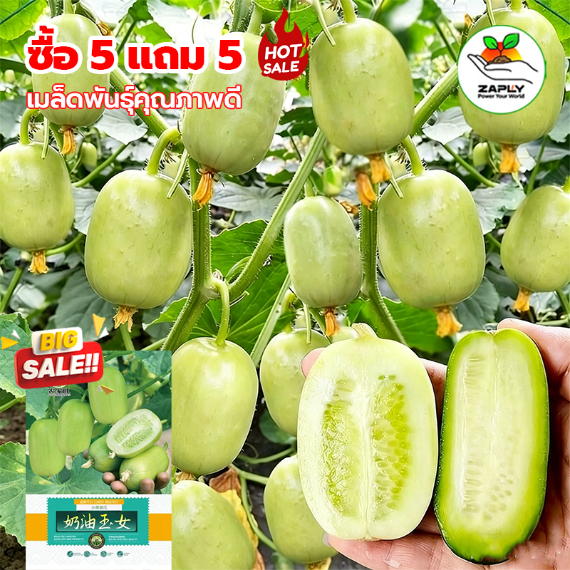 【ซื้อ 5 แถม 5 ฟรี 】10 เมล็ด แตงกวาลูกดก เมล็ดพันธุ์แตงกวาลูกดก งอกง่าย โตไว ผลดกมากก ผลแตงกวาสด แตงกวาไร้หนาม