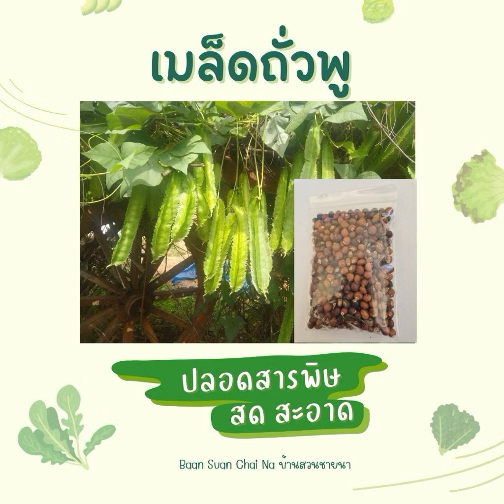 เมล็ดถั่วพู ปลูกง่าย โตไว ฝักดก ซื้อ 50เมล็ด แถมฟรี 12 เมล็ด