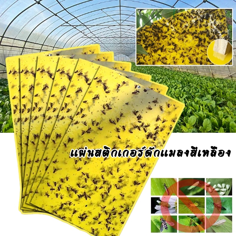 แผ่นสติกเกอร์ดักแมลงสีเหลือง มีหลายขนาด แพ็คละ20/50แผ่น กาวในตัวคุณภาพดี ทนต่อแสงแดด ดักแมลงวันทองและแมลงต่างๆได้ดี
