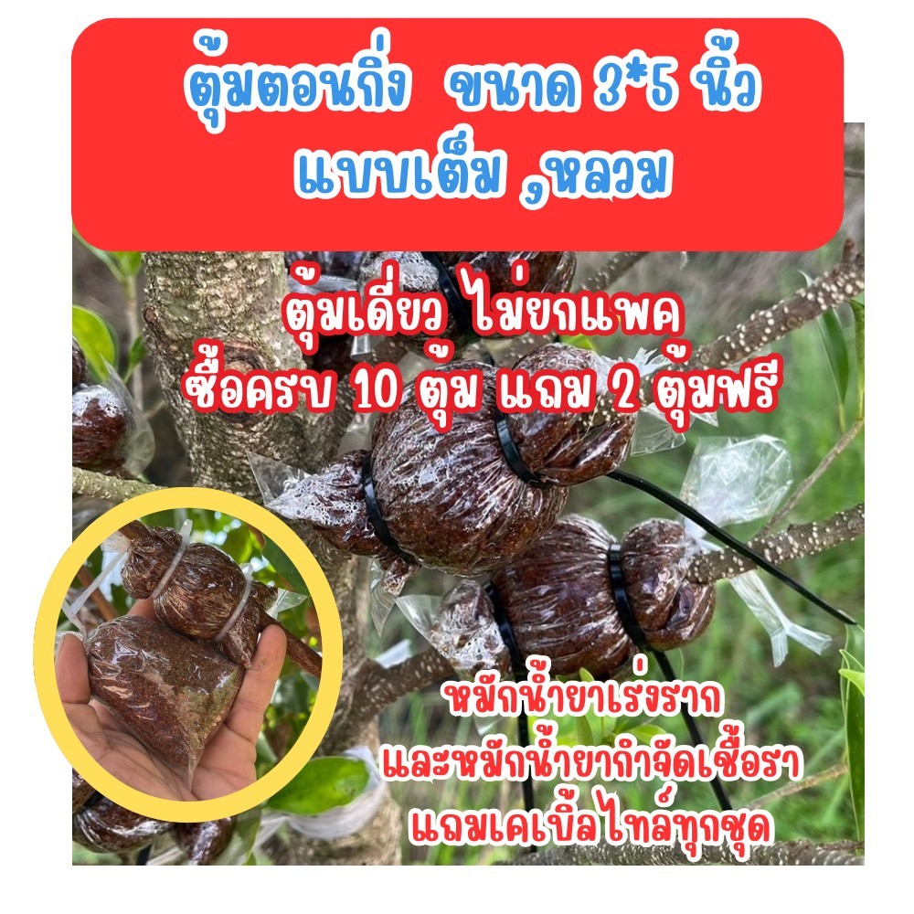 ตุ้มตอนกิ่งขนาด 3 และ 4 นิ้ว แบบเดียว (ซื้อ 10 ตุ้มฟรี 2ตุ้ม) หมักน้ำยากำจัดเชื้อราและน้ำยาเร่งรากแถมเคเบิ้ลไท