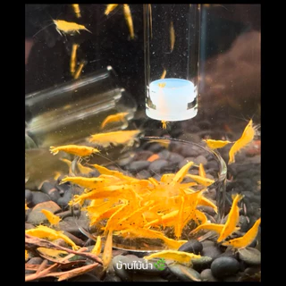 ท่อให้อาหารกุ้ง จานอาหารกุ้ง หลอดให้อาหารกุ้ง จานกุ้ง Shrimp Feeding Food Tube Suction Cup | บ้านไม้น้ำ🌿
