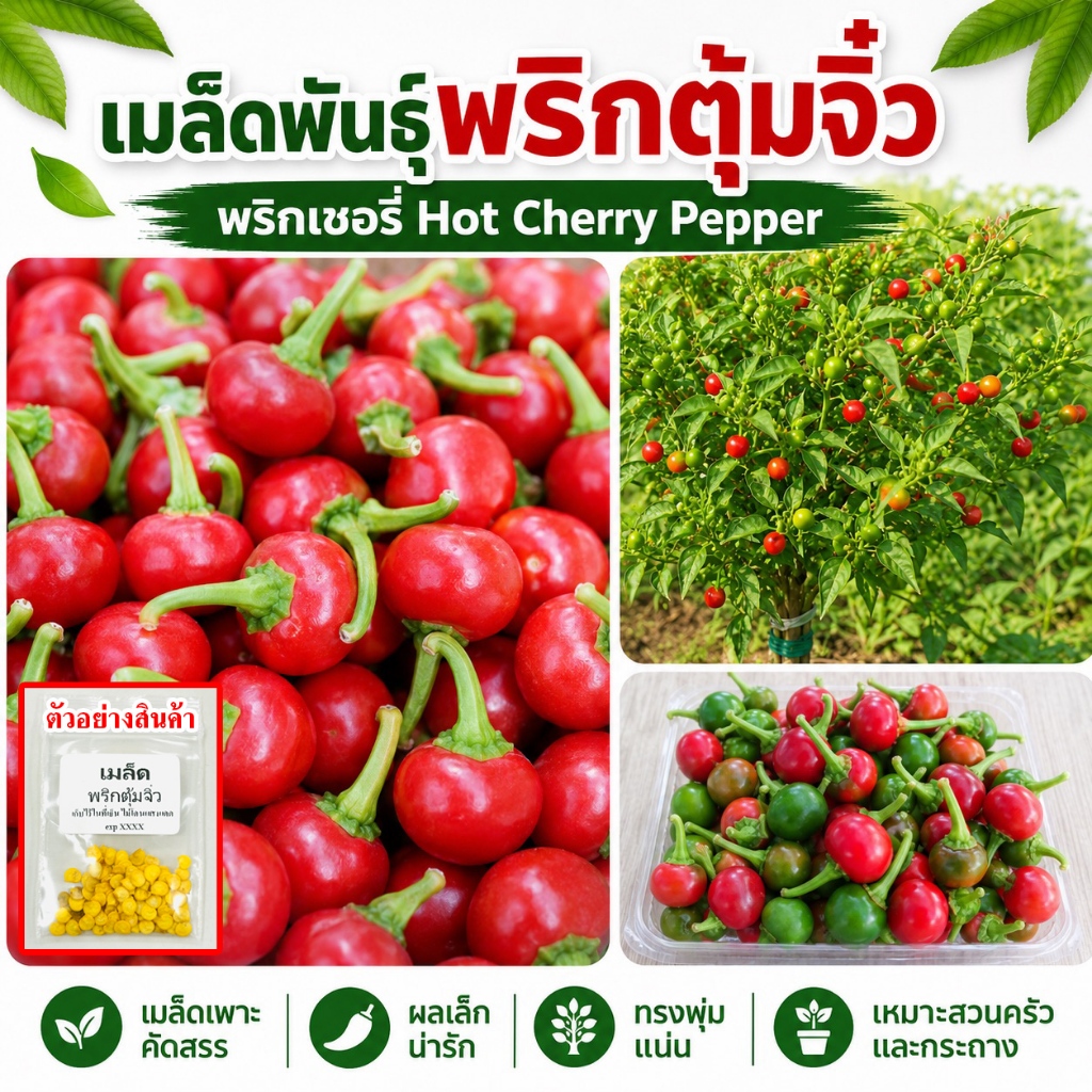 เมล็ดพันธุ์พริกเชอรี่ พริกตุ้มจิ๋ว Hot Cherry Pepper ผลอ่อนเขียวสุกแดง เผ็ดหอม ปลูกง่ายให้ผลดกดี (ซื้อ 10 แถม 1 คละได้)