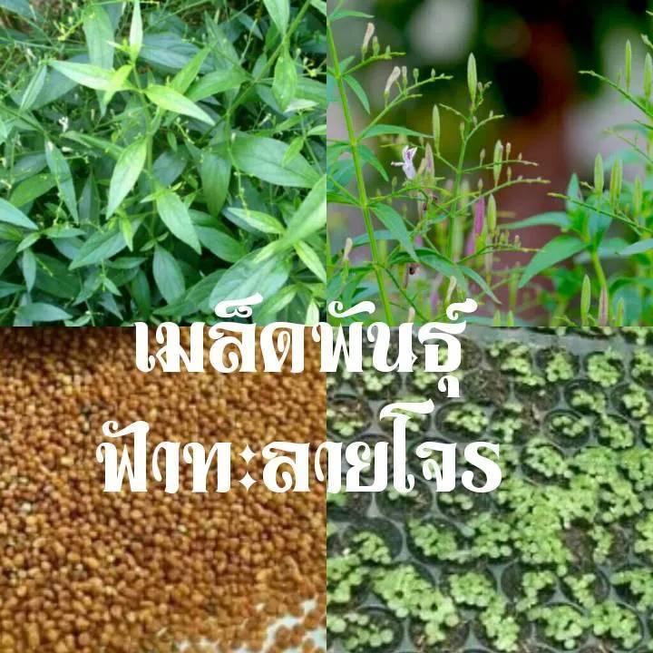 เมล็ดพันธุ์ต้นฟ้าทะลายโจรน่าปลูกไม่น้อยเลยทีเดียว อีกทั้งยังดูแลง่าย 200 เมล็ด