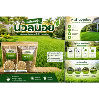 เมล็ดหญ้านวลน้อย 100,000 เมล็ด แถมฟรีปุ๋ยเร่งราก 1 ซอง สำหรับปลูกสนามหญ้า จัดสวน คลุมดิน ทนร้อน ดูแลง่าย