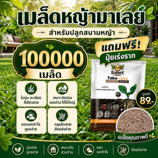 เมล็ดหญ้ามาเลย์สายพันธุ์เทียบ 100,000 เมล็ด แถมฟรีปุ๋ยเร่งราก มูลค่า 89 บาท สำหรับปลูกสนามหญ้า จัดสวน พื้นที่ร่มรำไร