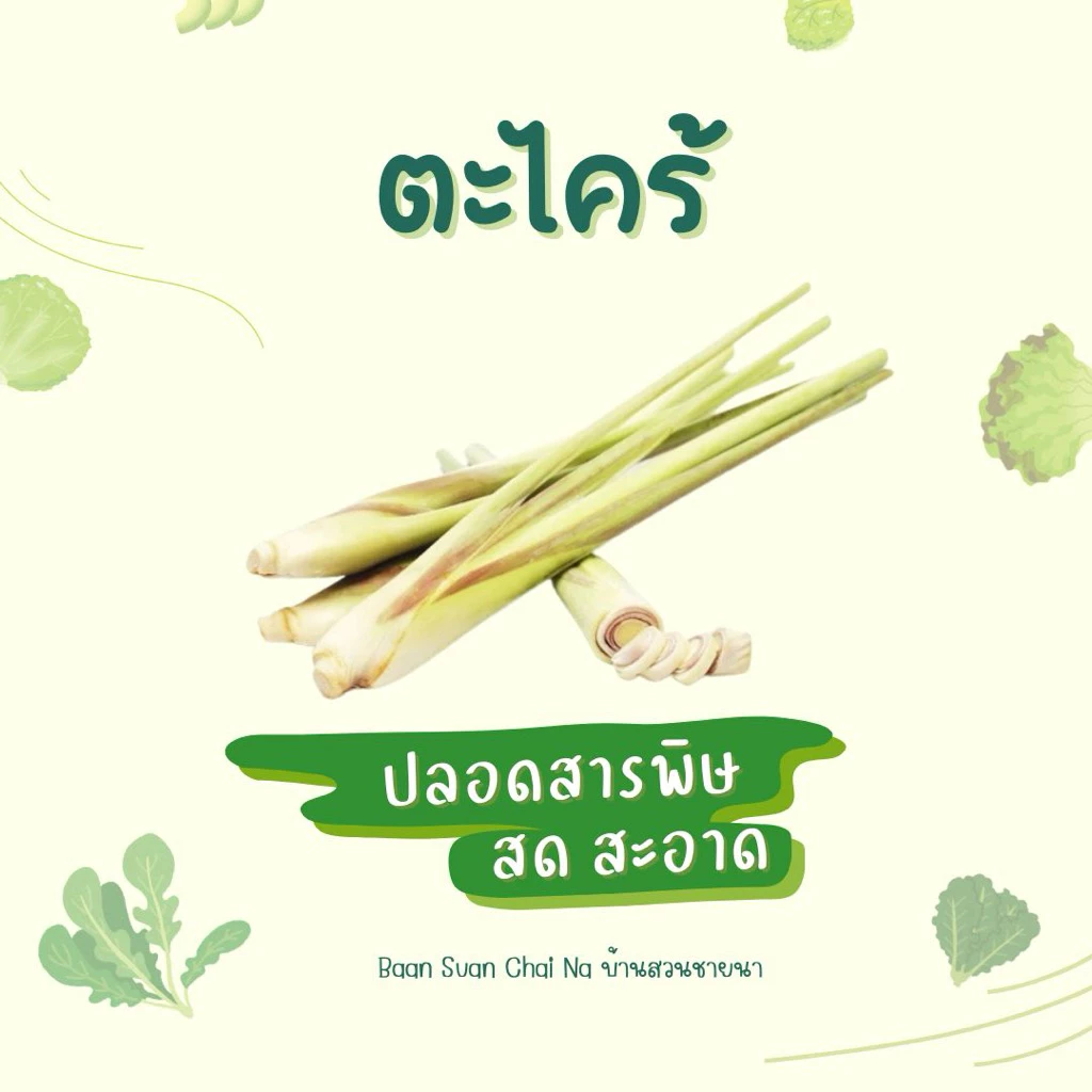 💥ตะไคร้ สำหรับใช้ทำอาหาร แกงสด - สดใหม่ พร้อมส่ง