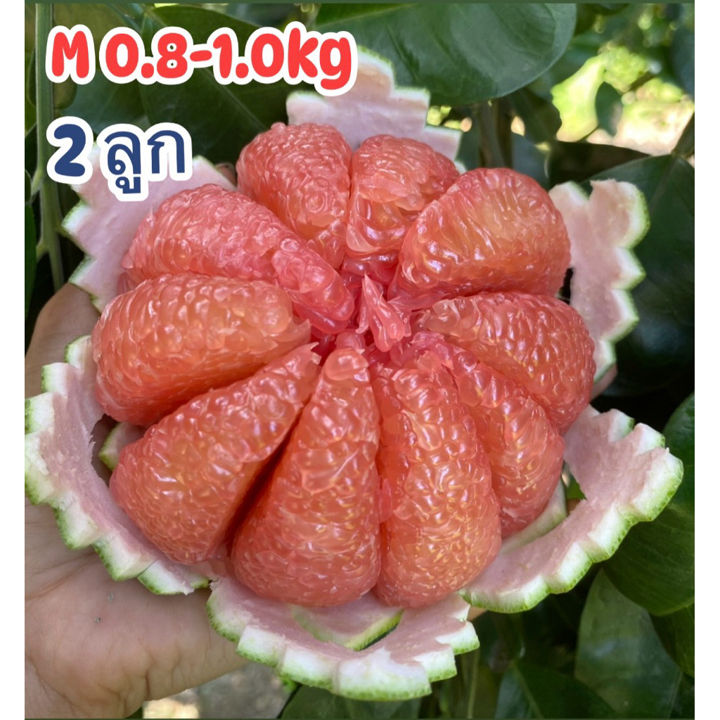 ส้มโอทับทิมสยามกล่อง 2 ลูกน้ำหนัก0.8-1.0kgสวนนำโชค เมืองปากพนัง
