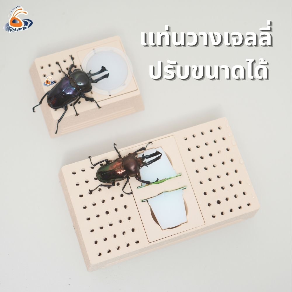 [Antverse] แท่นวางเจลลี่ ปรับขนาดได้ (S/L) ที่ใส่อาหารด้วง แมลง รองรับแบบถ้วย ทรงหลอด และแบรนด์ KB