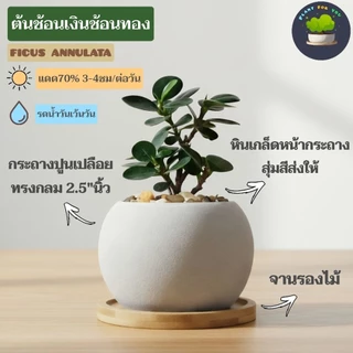 🍃ต้นไม้มงคล/ต้นไม้ฟอกอากาศ (วางโต๊ะทำงาน) หลายชนิด พร้อมกระถางปูนเปลือยทรงกลม 2.5"นิ้ว+จานรองไม้+หินเกล็ด