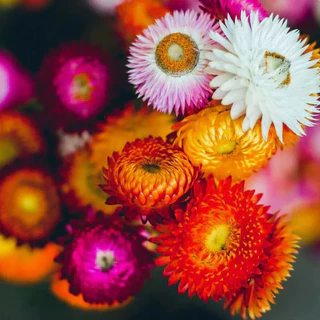GEMI เมล็ดดอกกระดาษ 1000 เมล็ด Strawflower สีสด ปลูกง่าย ดอกแห้งไม่ร่วง เมล็ดพันธุ์ดอกกระดาษ
