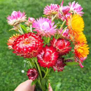 GEMI เมล็ดดอกกระดาษ 1000 เมล็ด Strawflower สีสด ปลูกง่าย ดอกแห้งไม่ร่วง เมล็ดพันธุ์ดอกกระดาษ