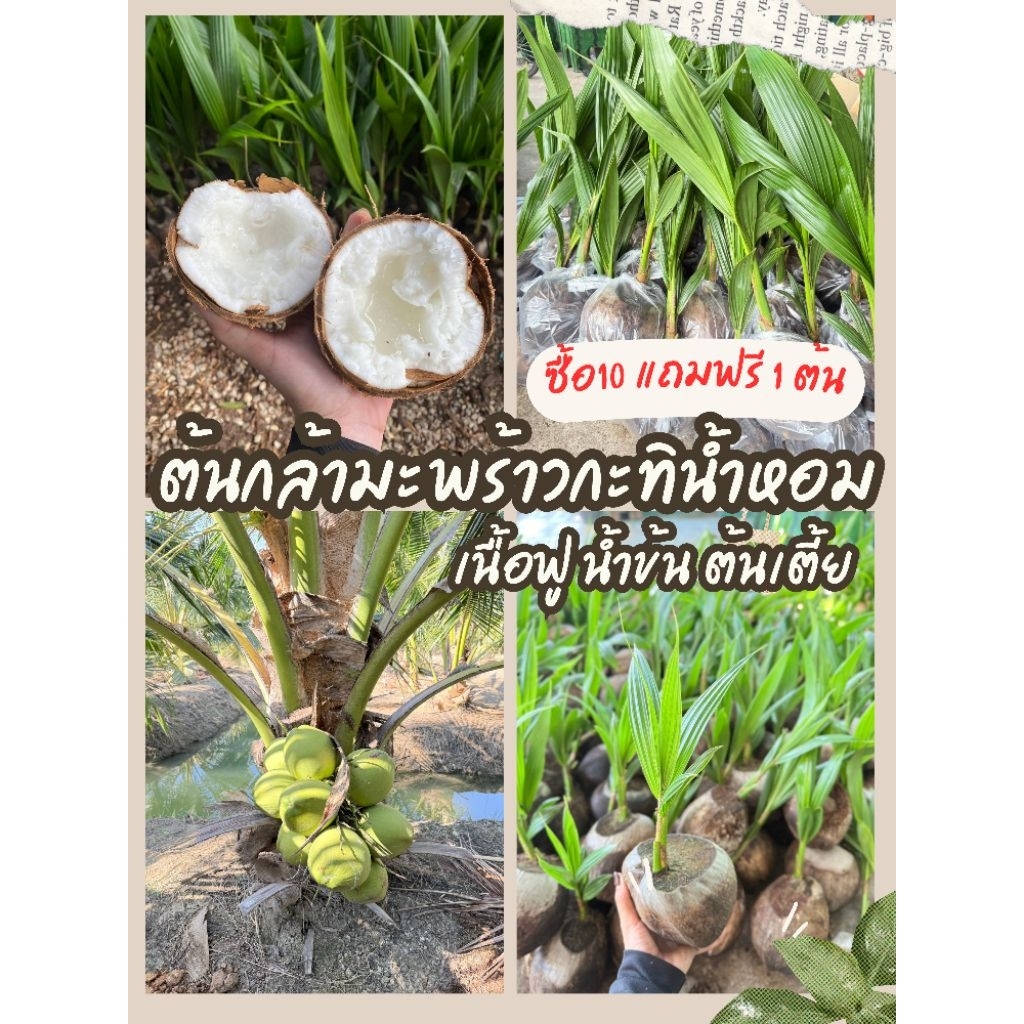 ต้นกล้ามะพร้าวกะทิเนื้อฟูน้ำข้น ต้นเตี้ย2.5-3ปีเริ่มติดผล ปลูกง่าย สายพันธุ์เเท้ ส่งตรงจากสวน คัดเกรดAรับประกันของแท้