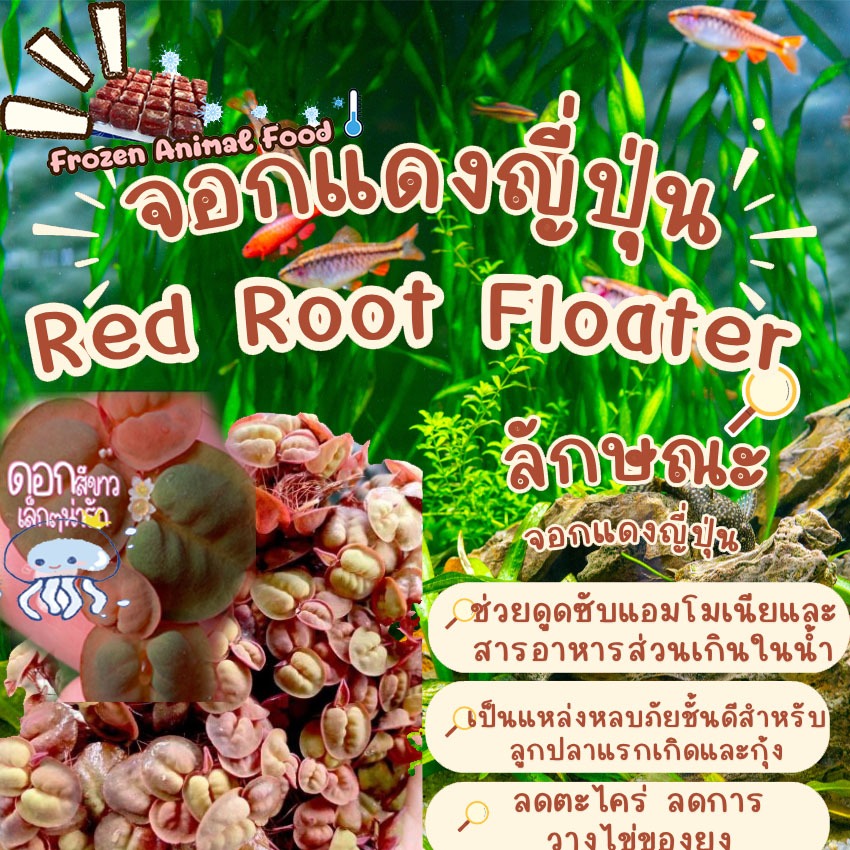 ส่งรวดเร็ว แถมให้จุกๆ จอกแดงญี่ปุ่น ช่วยดูดไนเตรทในน้ำ ไม้น้ำลอยน้ำสวยงามดูดสารพิษลดตะไคร่ | ปรับสมดุลน้ำ
