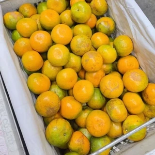 ส้มสายน้ำผึ้ง(ผิวลาย)เบอร์4 ส้มสายน้ำผึ้งจากอำเภอฝาง