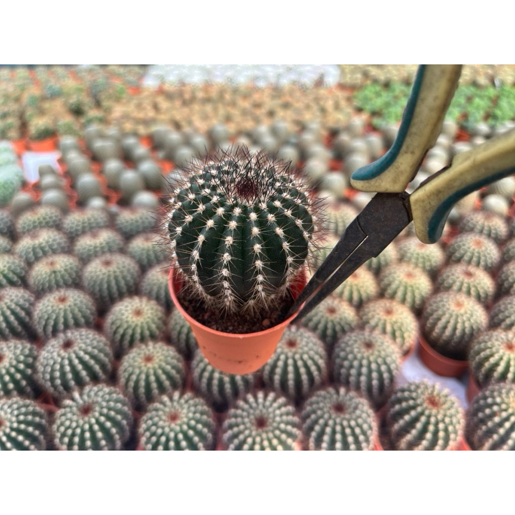 แผงคอม้าเขียว ( ไม้เมล็ด )"Uebelmannia pectinifera"