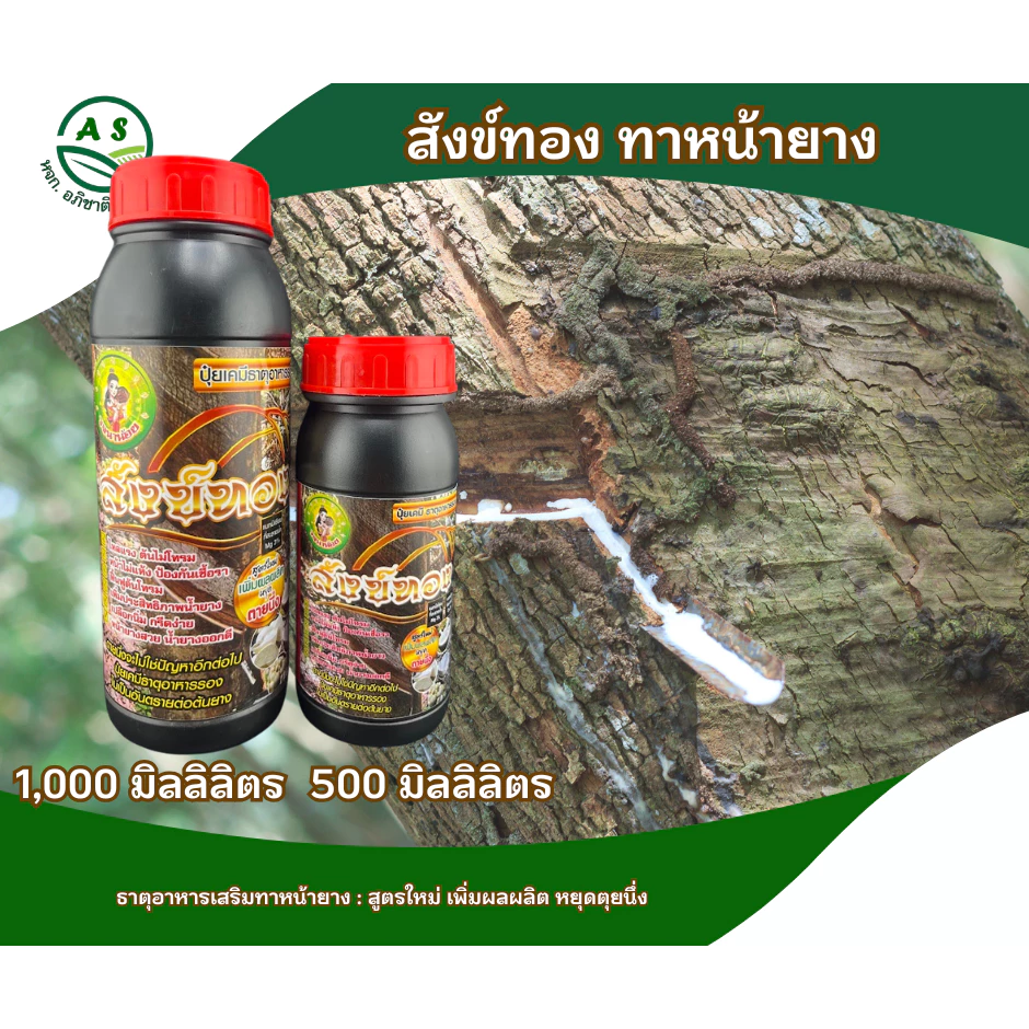 สังข์ทอง ขวดใหญ่ ยาทาหน้ายาง สูตรเข้มข้น สำหรับยางตายนึ่ง / ยางอายุ 15 ปี+ เพิ่มน้ำยาง ยางก้อน ยางพารา [3040]