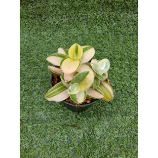ต้นสายใยรักด่างชมพูและต้นสายใยรักด่างขาว [ Tradescantia Nanouk และ Sillamontana Variegated ] ในกระถาง3"และ2"r