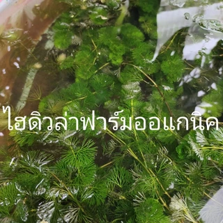 สาหร่ายหางกระรอกพุงชะโด ฉัตร 300กรัม สินค้ารับประกัน เสียหายเราส่งให้ใหม่