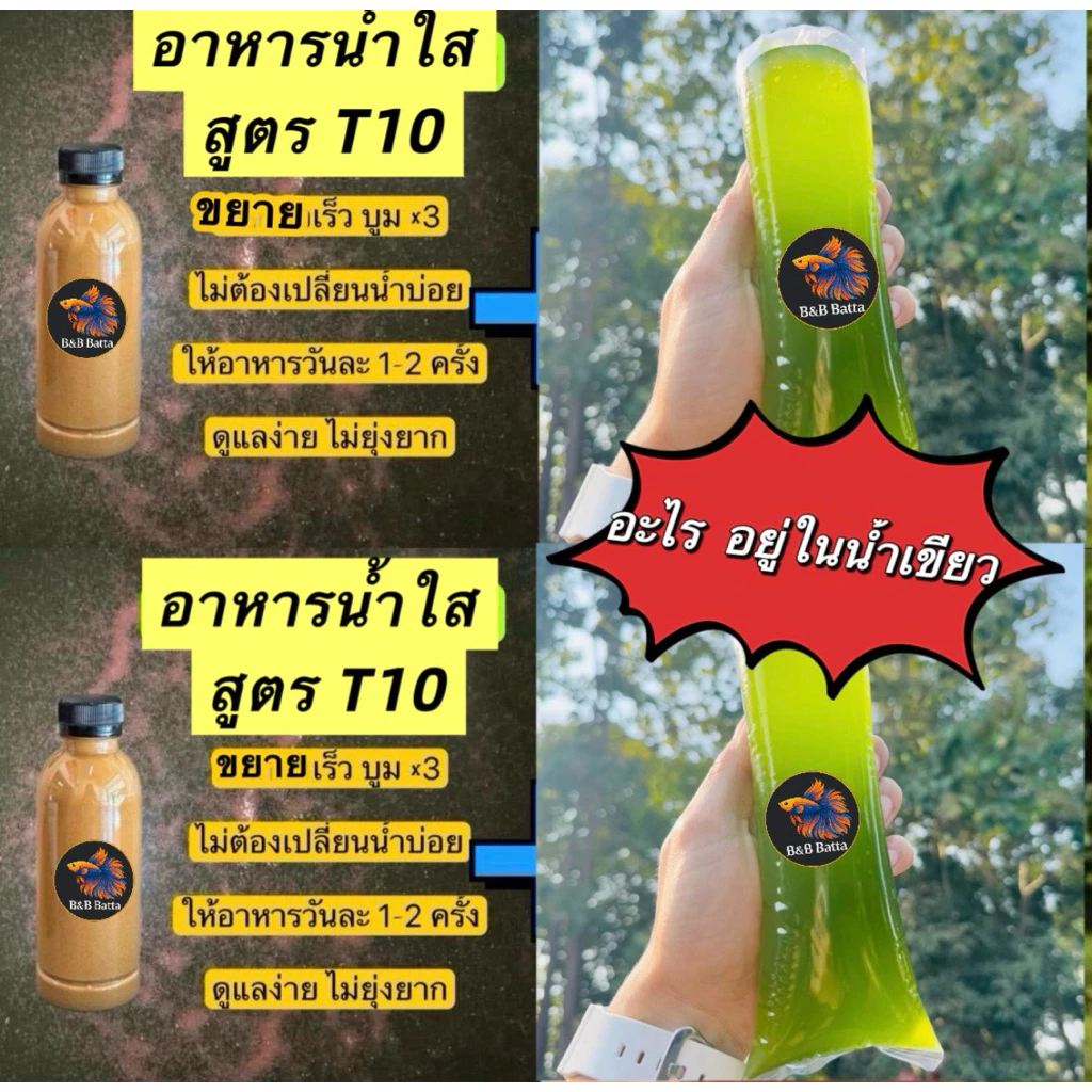 อาหารเลี้ยงไรแดงน้ำใส สูตรt10 ผลผลิตสูง ทำง่าย มีคู่มือไปให้ TT ตต ยอดขายกระจุย