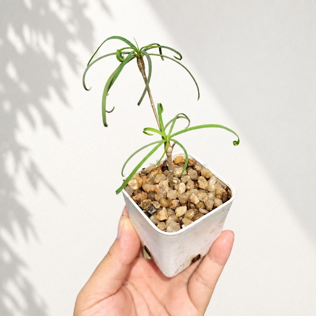 Euphorbia hedyotoides ไม้โขด ยูโฟเบีย กระบองเพชร ไม้อวบน้ำ
