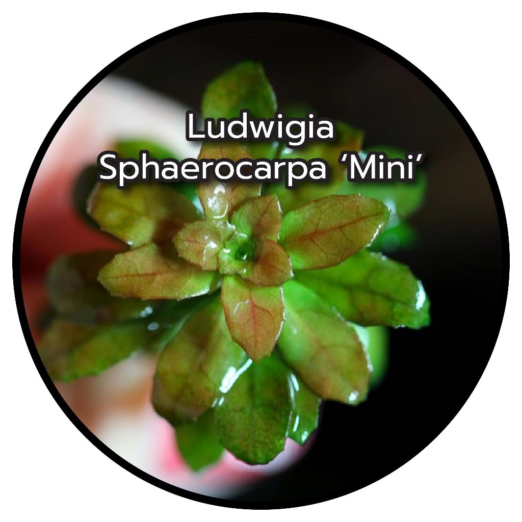 Ludwigia Sphaerocarpa ‘Mini’ (Rare item)
