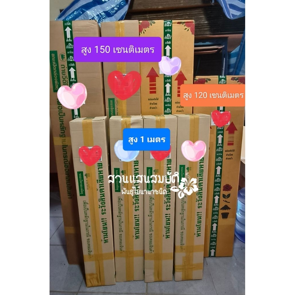 ต้นมะม่วงน้ำดอกไม้มัน ขนาดต้นสูง 80-150 เซนติเมตร รูปที่ 5
