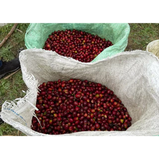 Hai single origin (กาแฟคั่วอ่อน) Magma by Dinesh Kumar, Geisha Panama (Light roast) Natural Process 100g.