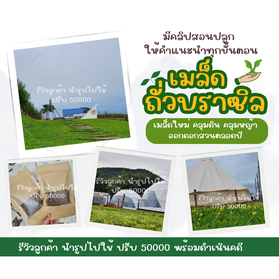 เมล็ดพันธุ์ถั่วบราซิล บรรจุ 500 เมล็ด พร้อมวิธีปลูกด้วคลิปวีดีโอ