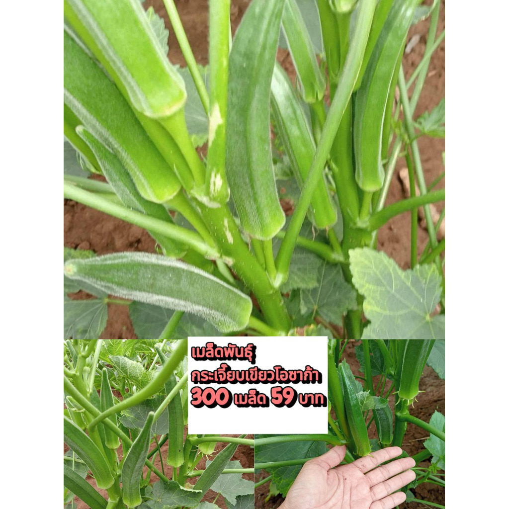 เมล็ดพันธุ์กระเจี๊ยบเขียวโอซาก้า 300เมล็ดราคา 59 บาทซื้อ2แถม1