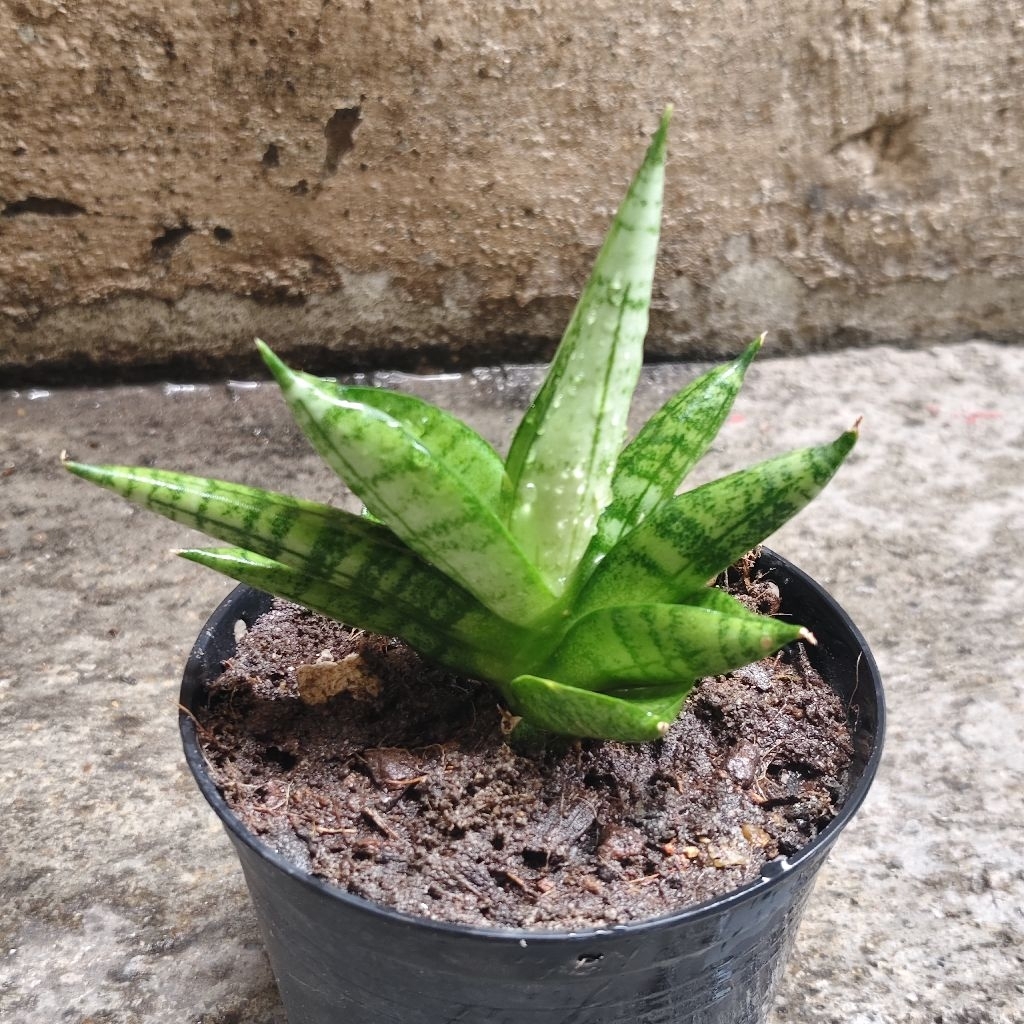 ลิ้นมังกรแคระ Sansevieria boncel mutations กระถาง4นิ้ว ราคา68บาท