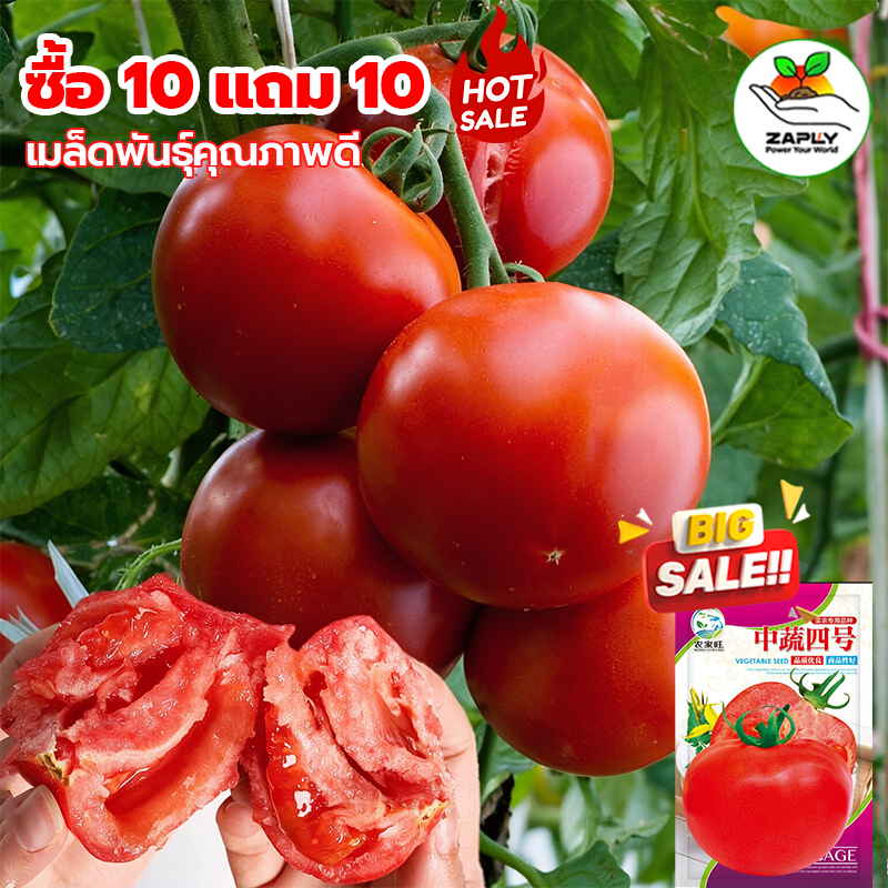 【ซื้อ 10 แถม 10 ฟร】 [400เมล็ด] เมล็ดพันธุ์ มะเขือเทศลูกท้อ เมล็ดมะเขือเทศลูกท้อ เมล็ดมะเขือเทศ นำเข้า