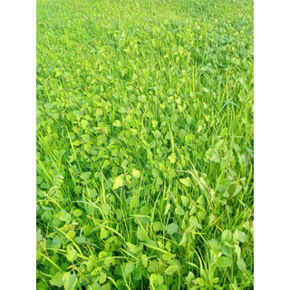 ชุดเก็บหญ้า🌿นาเกลี้ยงx3พลัง สำหรับข้าว25วันขึ้นไป 1ชุด/5ไร่
