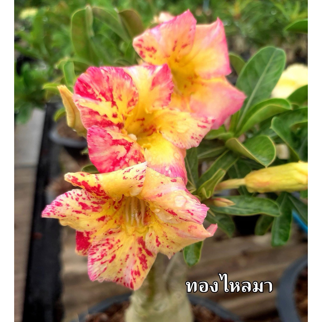 ชวนชมดอกชั้นเดียว-ทองไหลมา Thong Lai Ma หรือ ดาวทอง (กระถาง 8 นิ้ว)