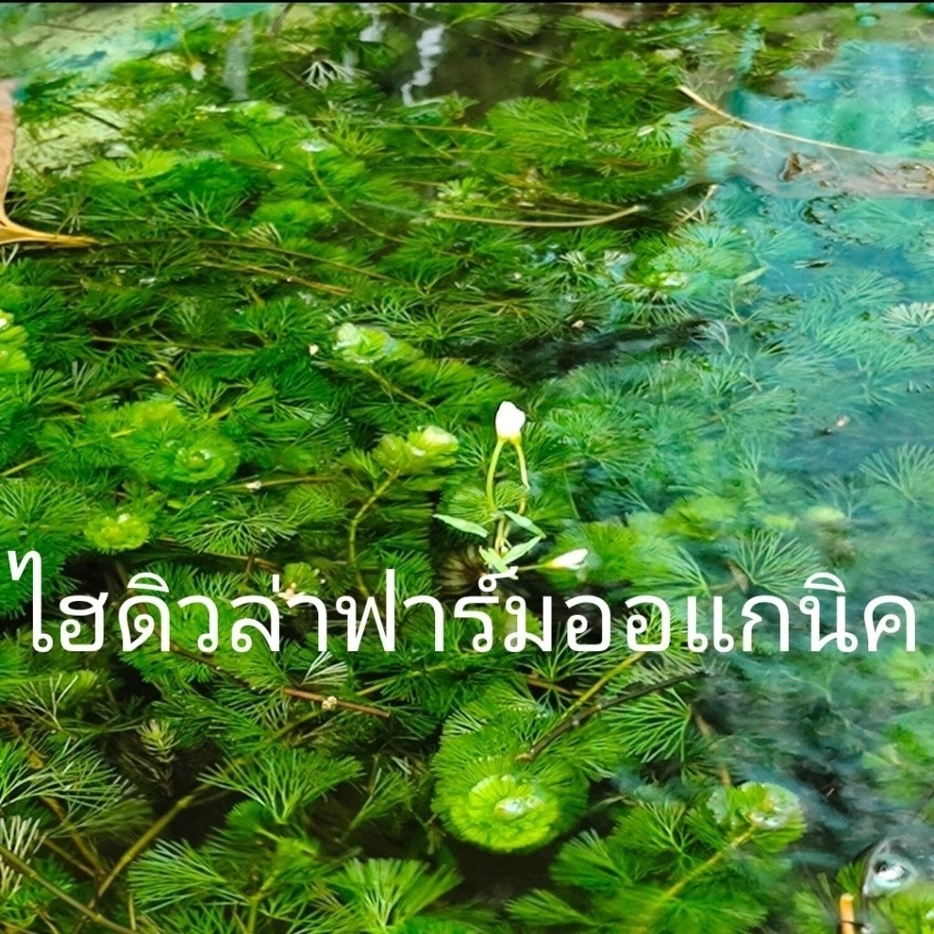 สาหร่ายหางกระรอกฉัตรฟาร์มออแกนิค ต้นยาวแข็งแรง